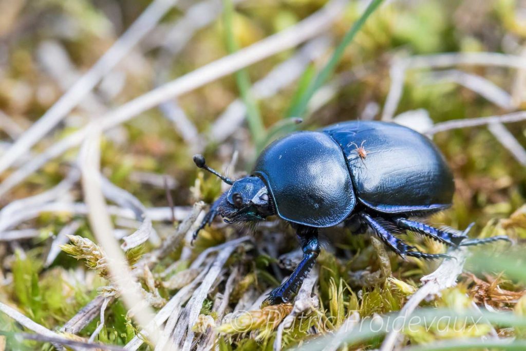 Earth-boring dung beetle (Geotrupes vernalis)
