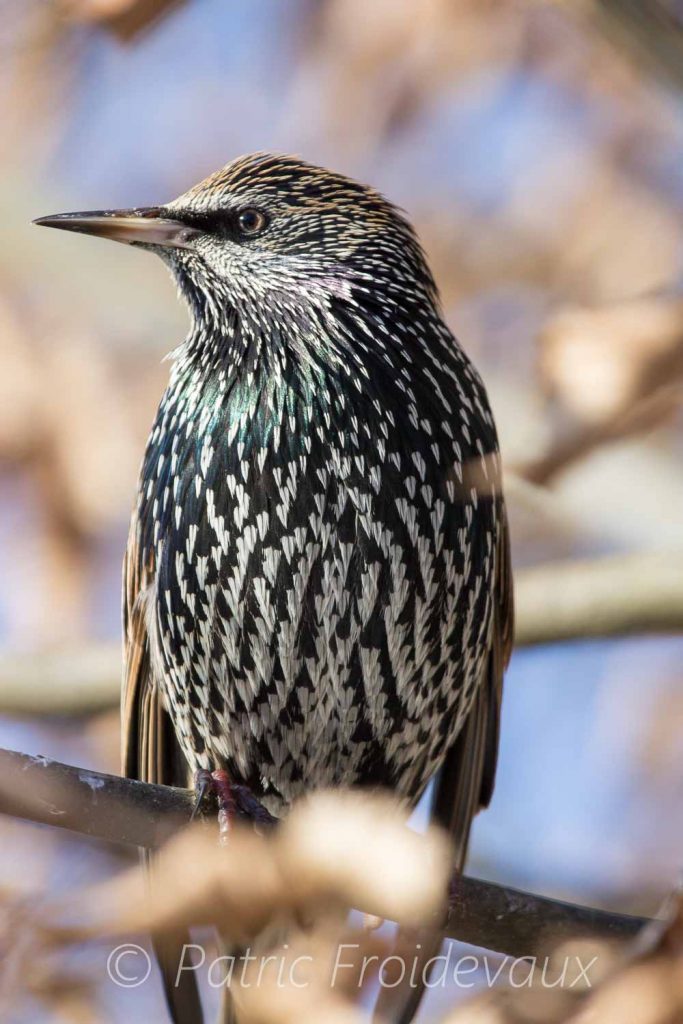 Starling, Lac Sauvabelin, Lausanne