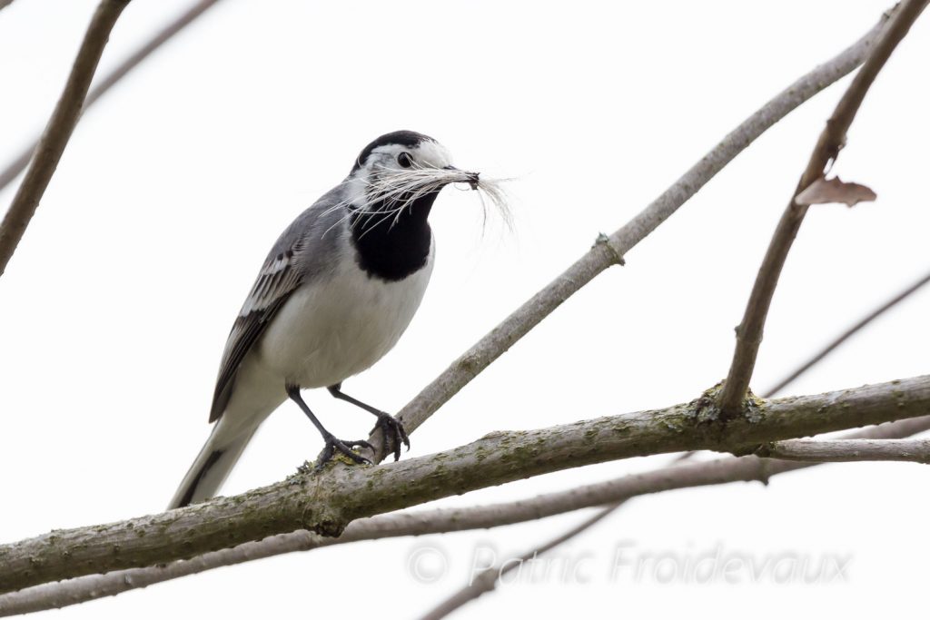 White wagtail collecting materials for its nest