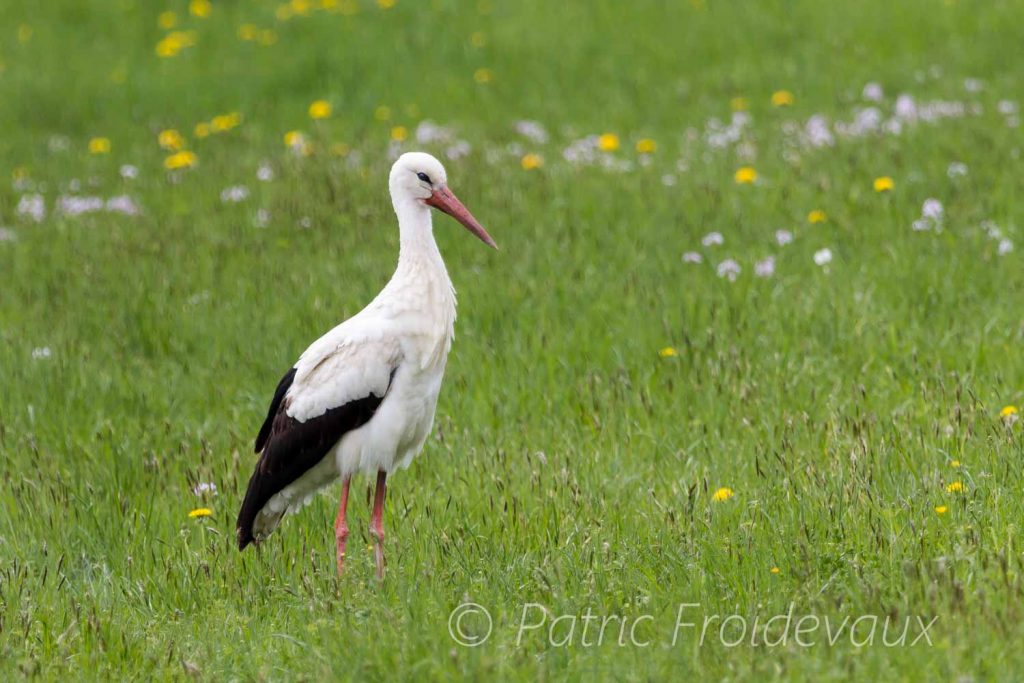A white stork in a field near Cudrefin