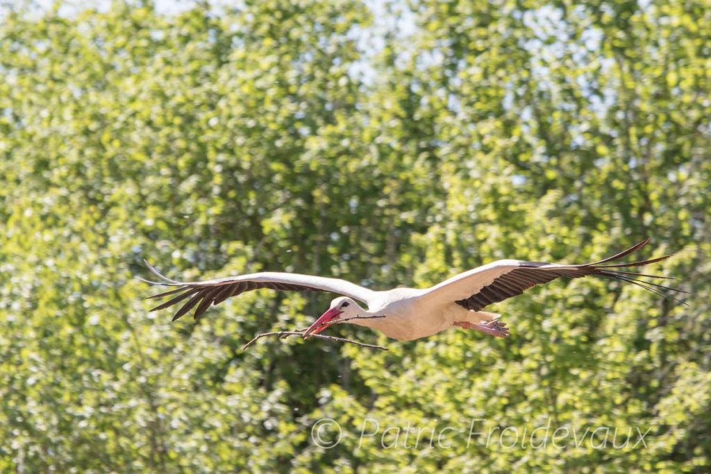 White stork (Ciconia ciconia) in Villars-les-Dombes