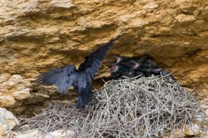 Jeunes grands Corbeaux (Corvus corax)