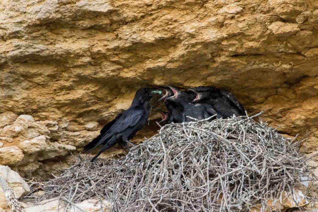 Young Common ravens (Corvus corax)
