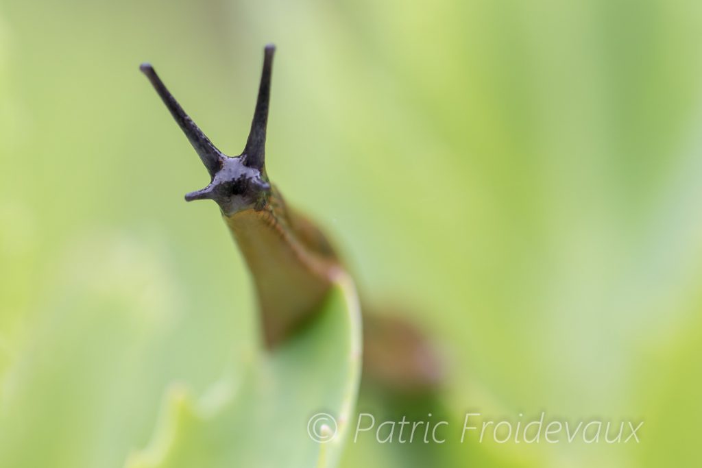 Portuguese slug (Arion lusitanicus)