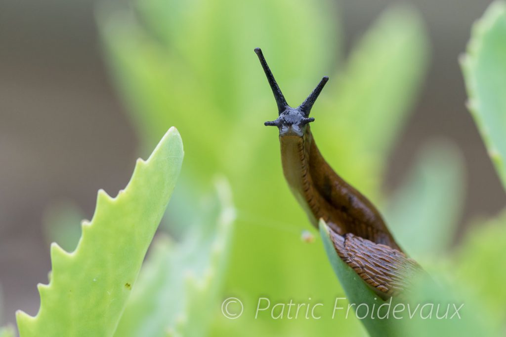 Portuguese slug (Arion lusitanicus)