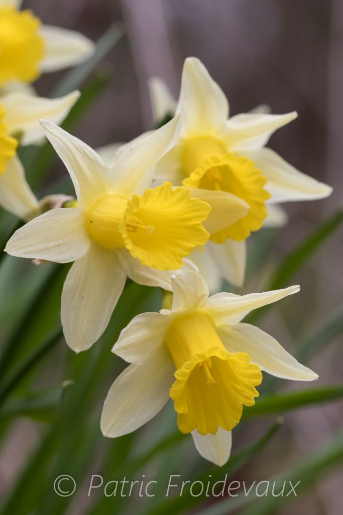 Jonquilles (Narcissus pseudonarcissus)