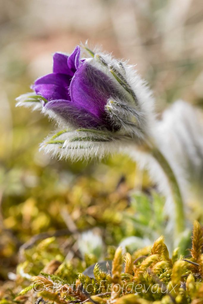 Pasque flower (Anemone pulsatilla)