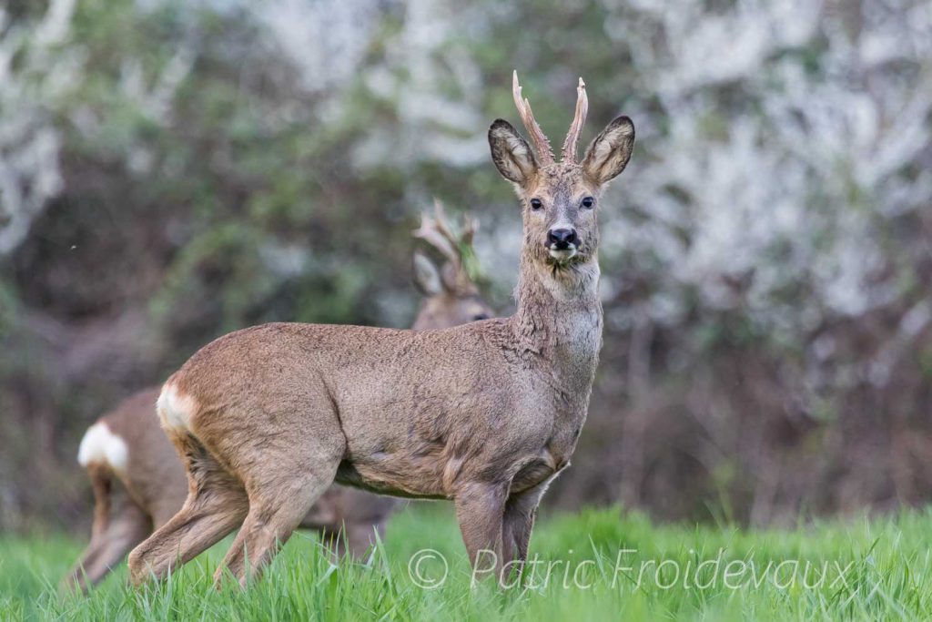 European roe deer (Capreolus capreolus) during a fight