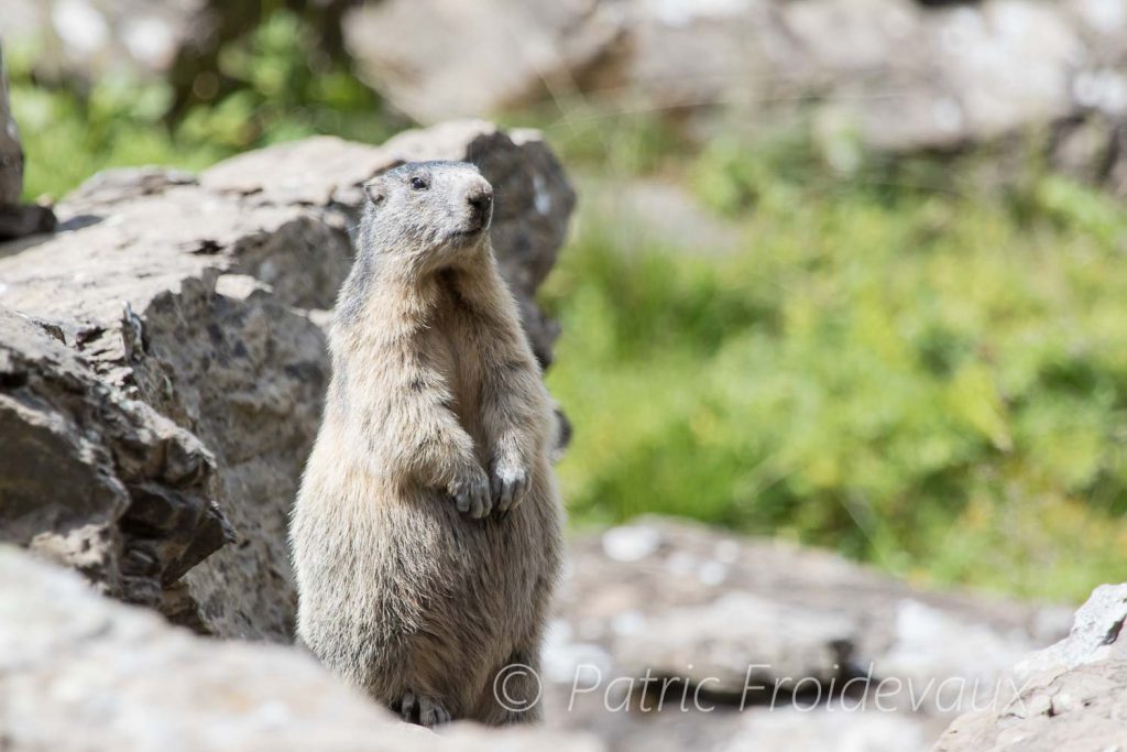 Alpine marmot (Marmota marmota)