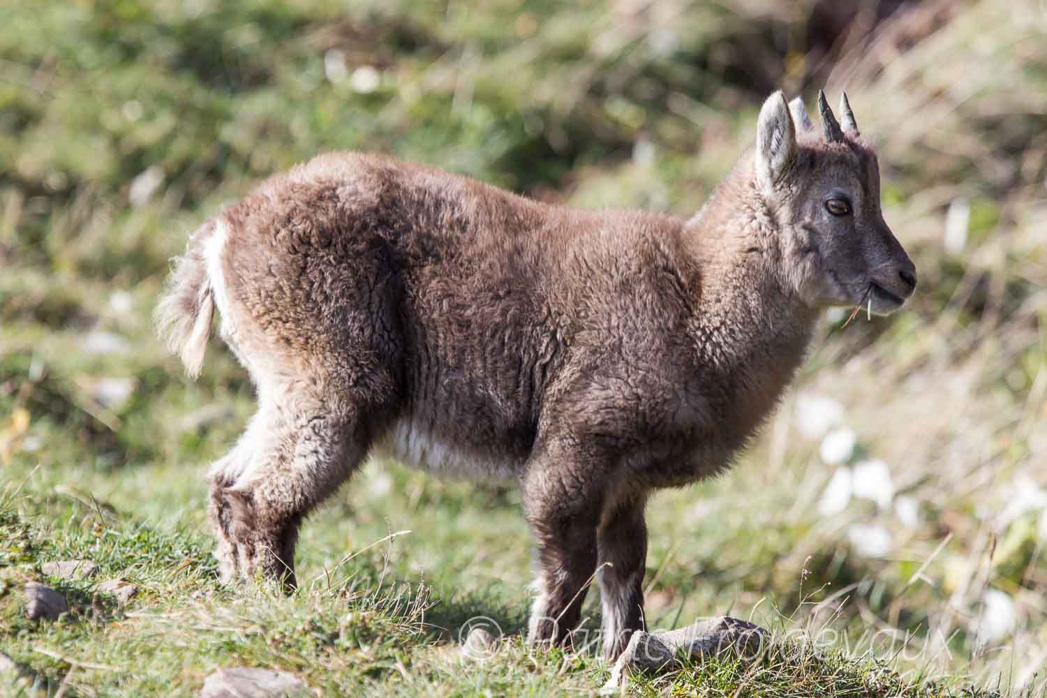 Junger Alpensteinbock (Capra ibex) in Creux-Du-Van