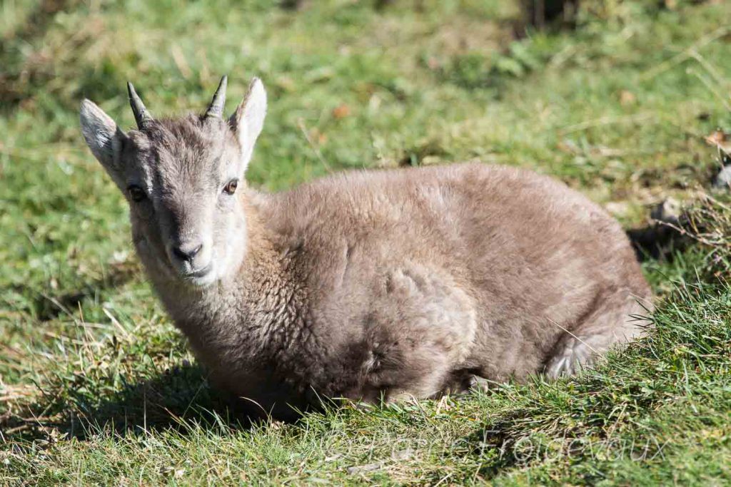Young Alpine ibex (Capra ibex) in Creux-Du-Van