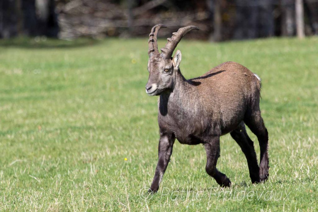 Alpine ibex (Capra ibex) in Creux-Du-Van