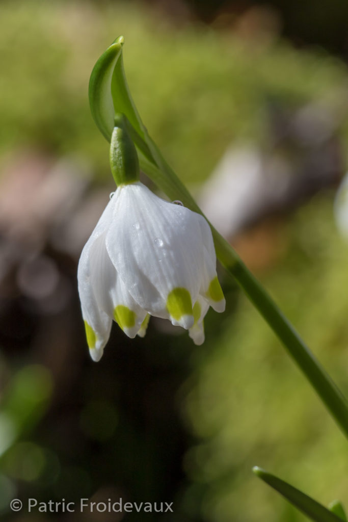 spring snowflake (Leucojum vernum)