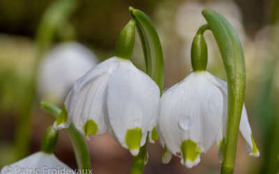 03.03.2019 – Frühlingsknotenblumen