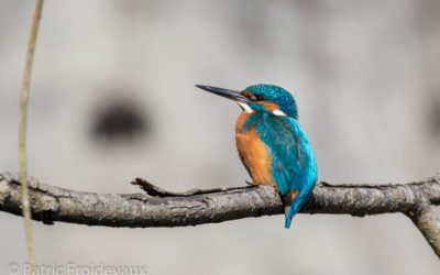 23.03.2019 – Centre-nature BirdLife de La Sauge