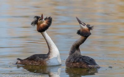 30.03.2019 – The great crested grebes of Champ-Pittet